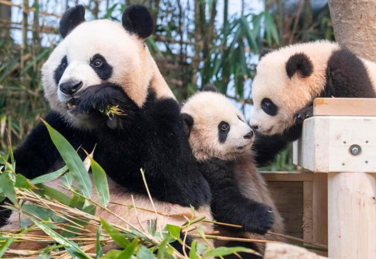 Riparte la 'diplomazia dei panda'