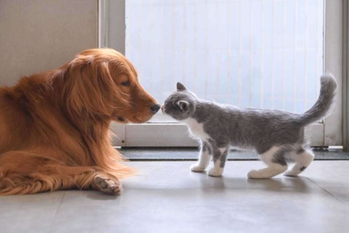 Cani e gatti attaccati dalle zanzare