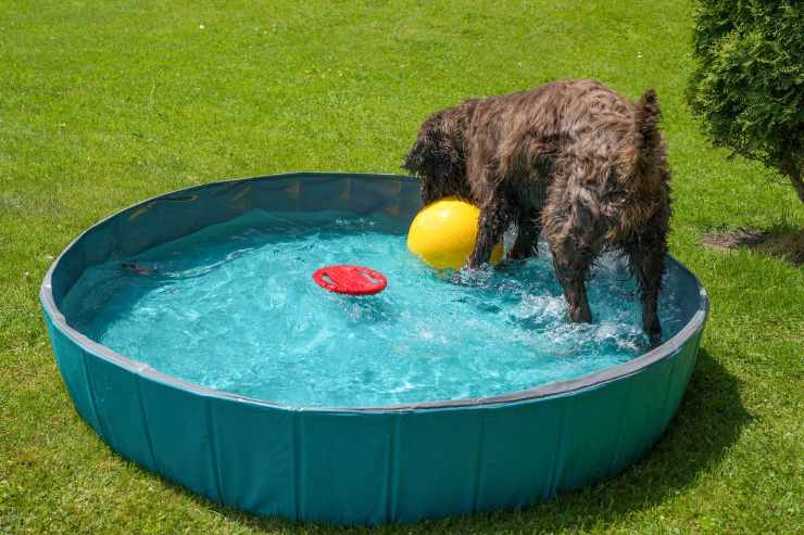 I 6 metodi economici per tenere gli animali al fresco