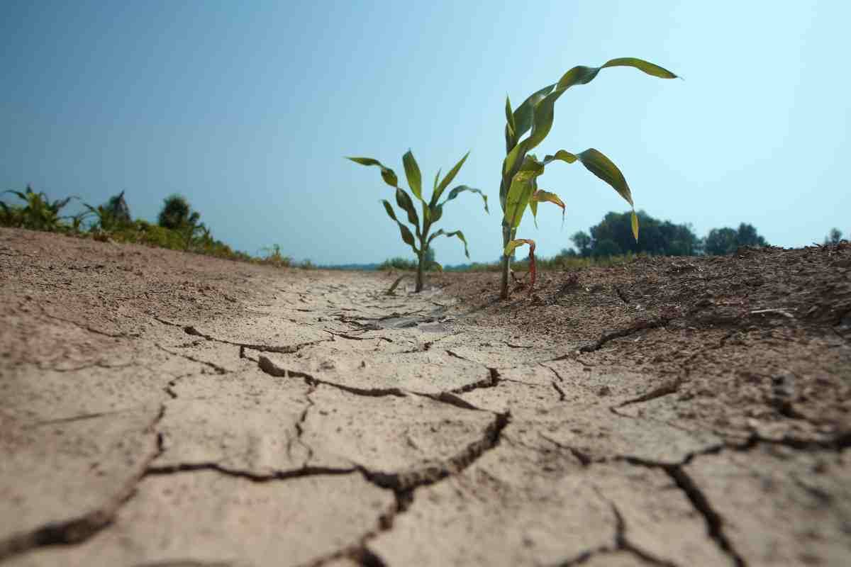 emergenza siccità ciciliano