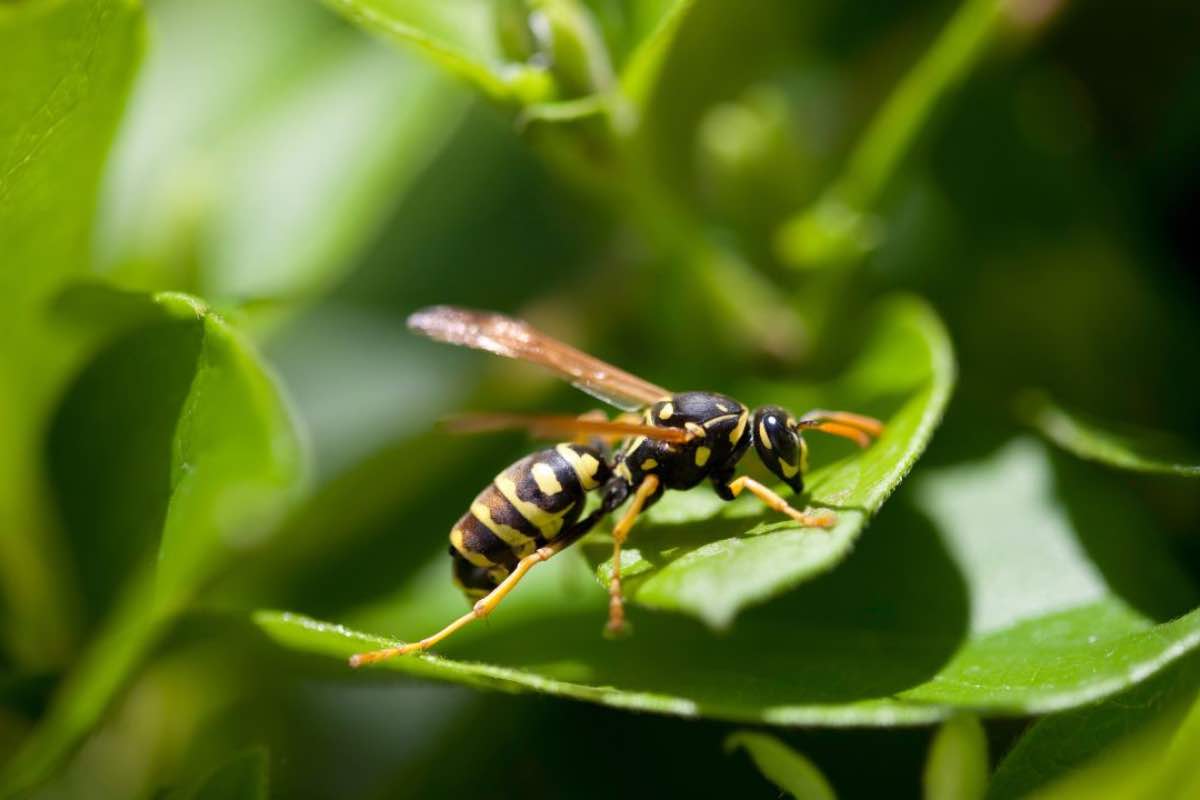 Allerta vespa orientalis a Roma