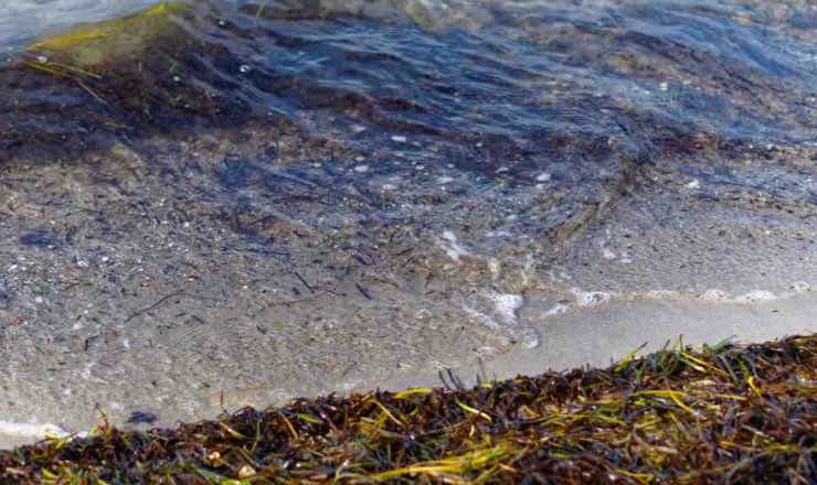 Ostia il dettaglio in mare