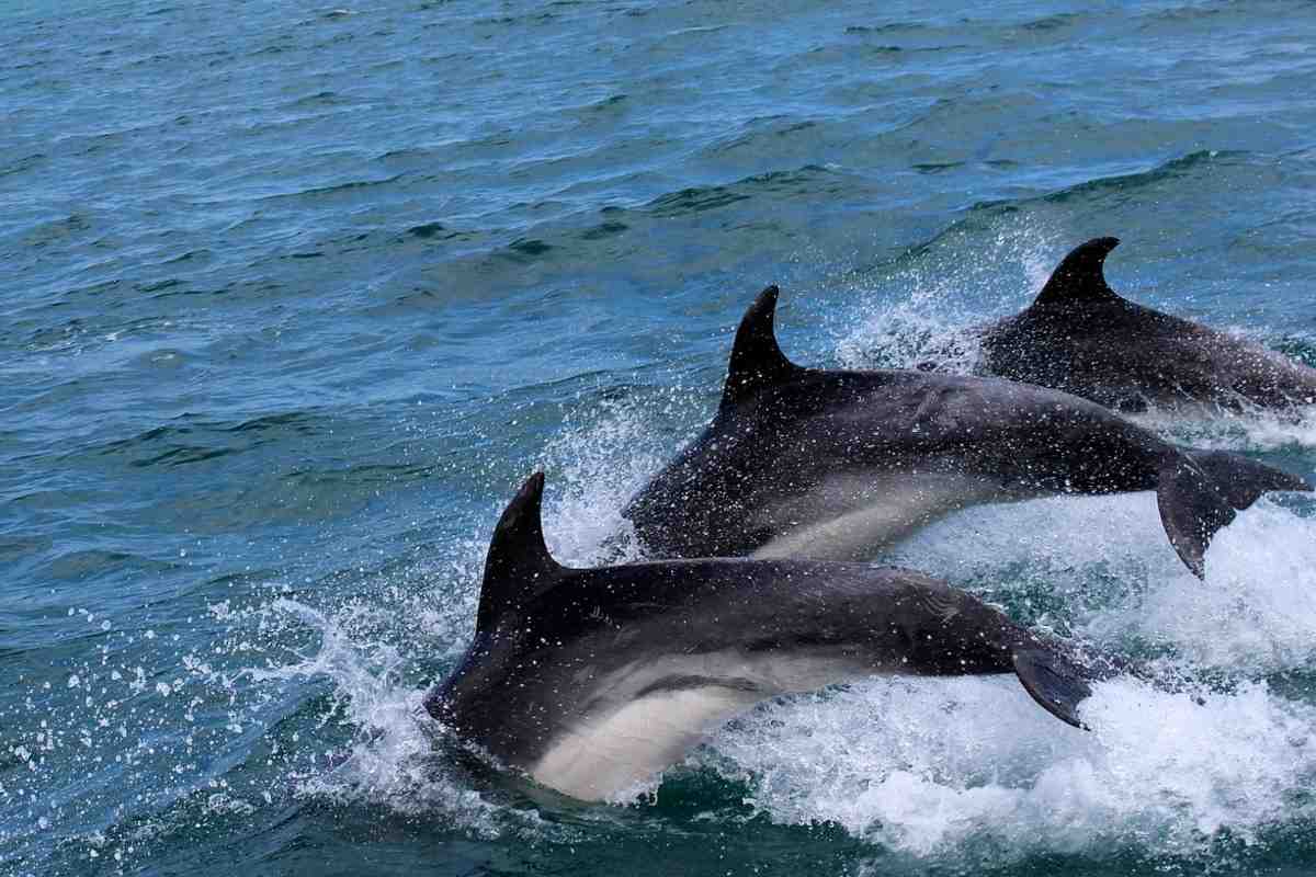 Vedere i delfini vicino Ostia