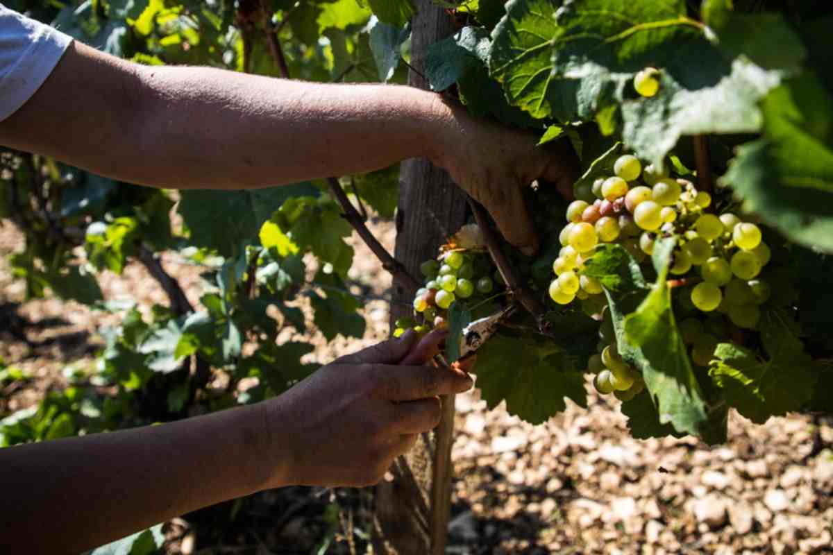 Vino, è già partita la vendemmia: anticipo di 10gg sulle tempistiche