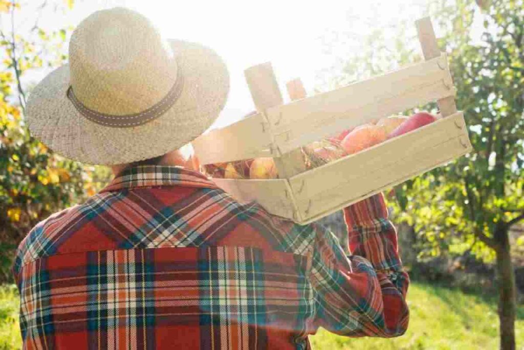 lavoratori agricoli irregolari