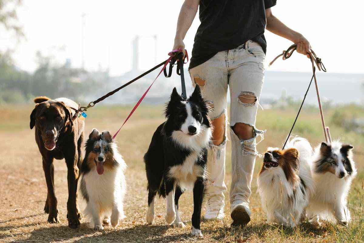 A Roma è vietato farlo se hai un cane