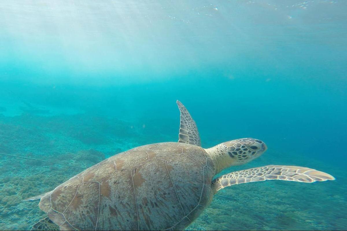 Comuni amici delle tartarughe marine