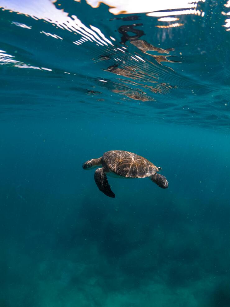 Salvaguardare l'ecosistema marino