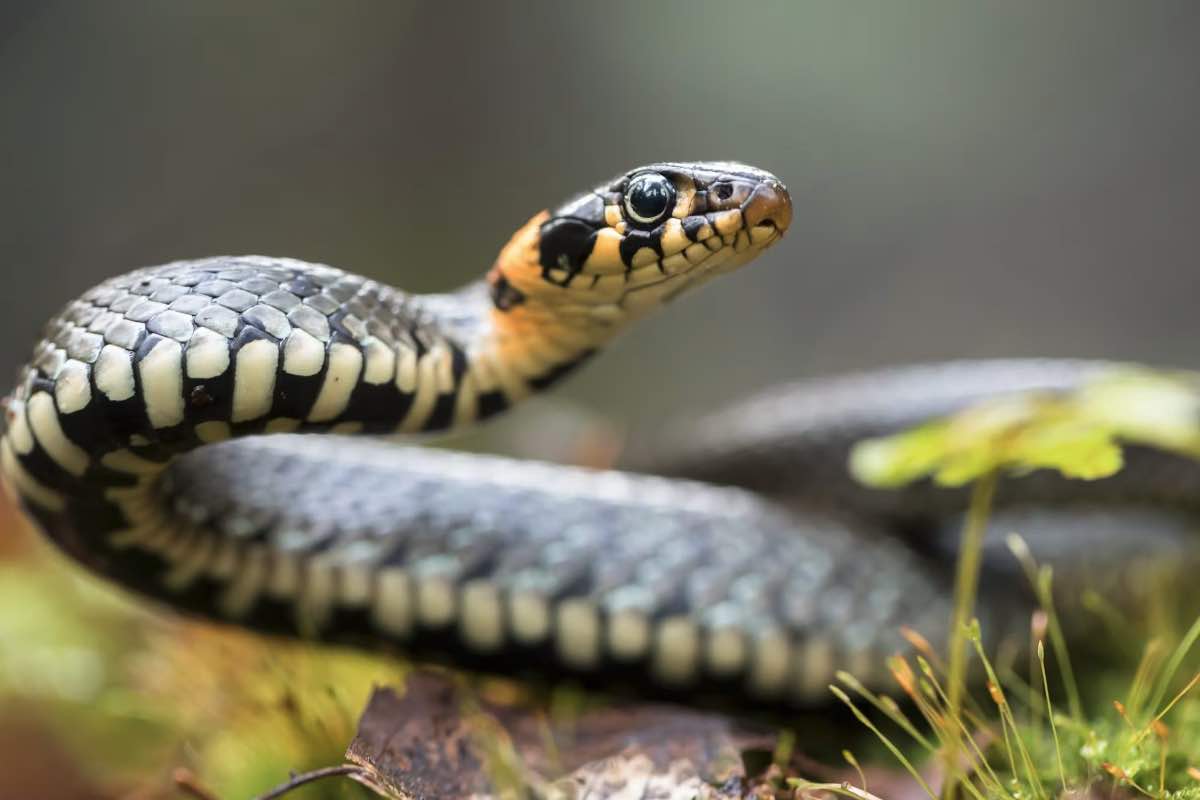 Avvistamento serpenti a Roma