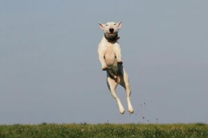 Cane di razza pericolosa