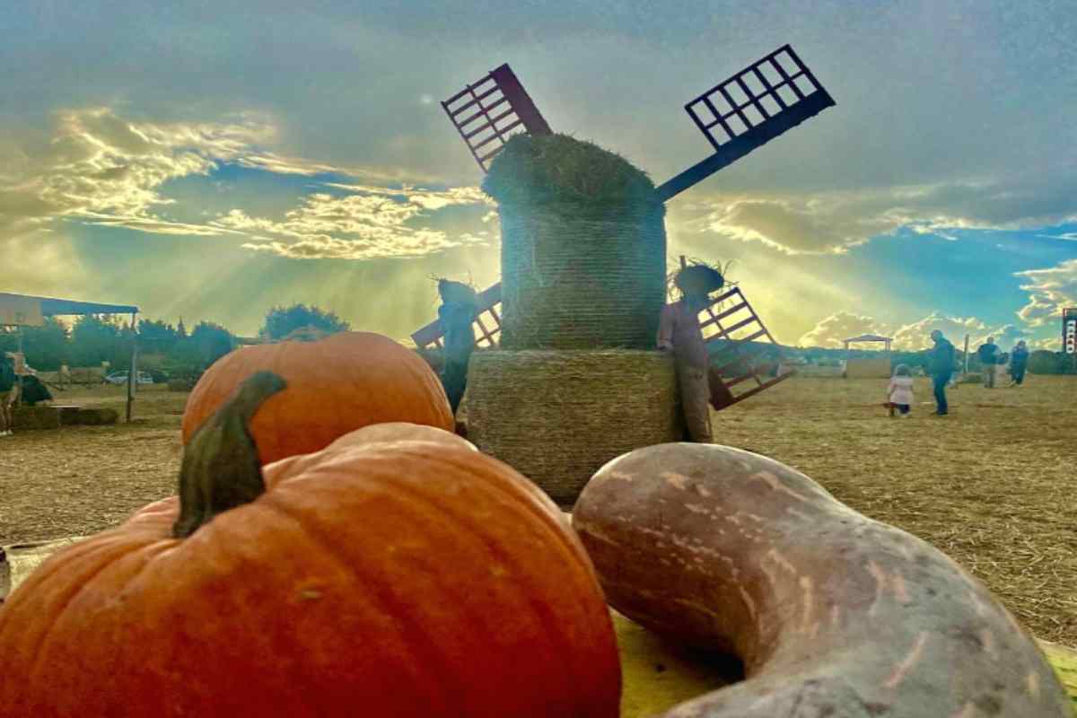 Campi di zucche, vicino Roma