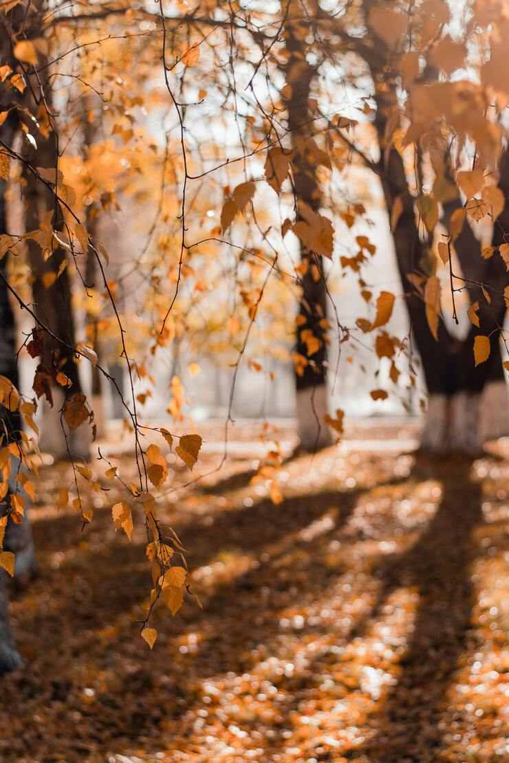 La bellezza dell'autunno