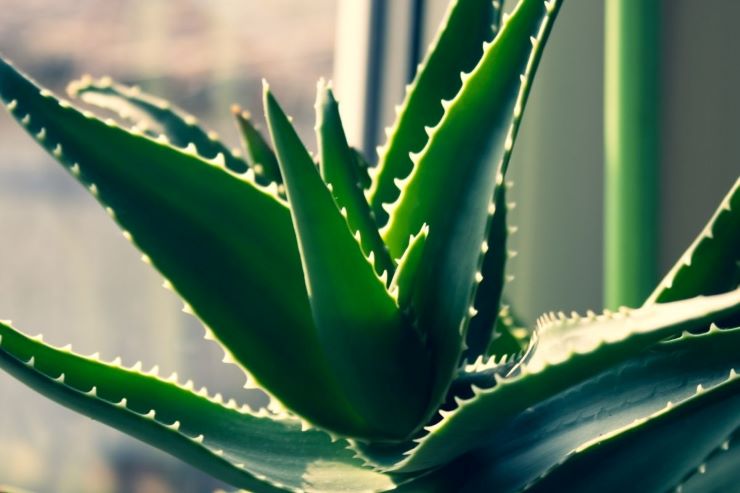 Pianta Aloe Vera