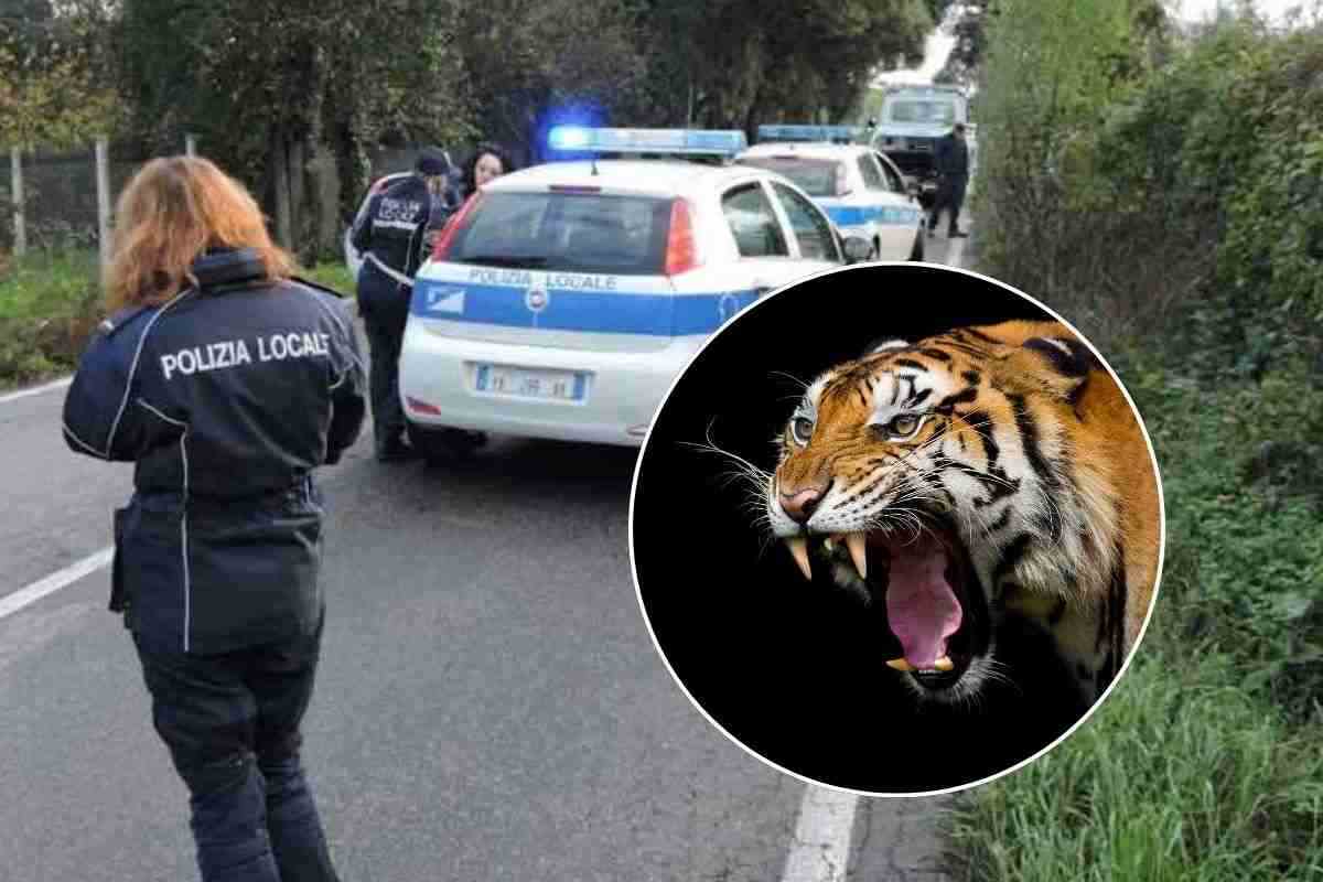 La polizia sta cercando una Tigre