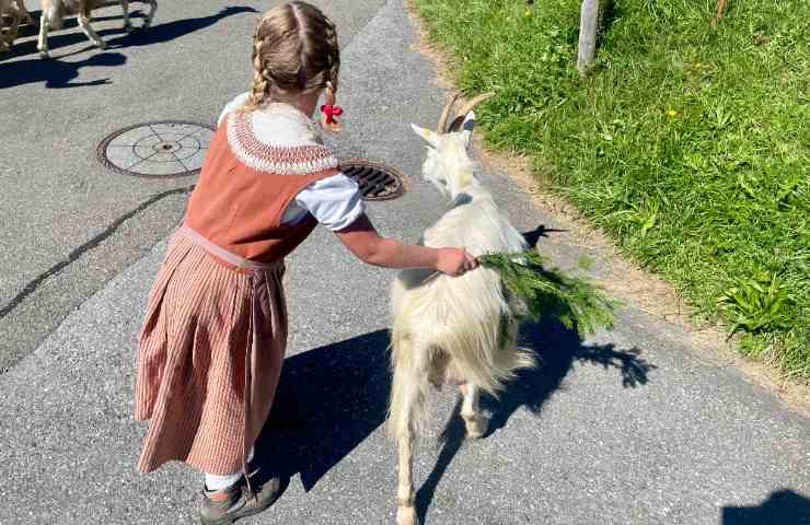 Bambina vestita da Heidi con capretta