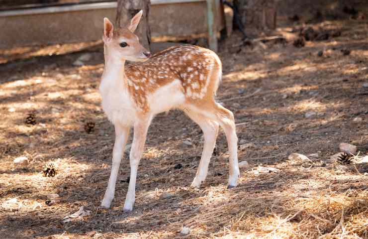 Cucciolo di cervo