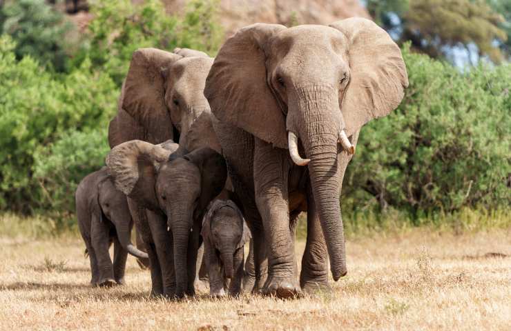 Elefante con prole