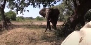 Elefante irrompe in autostrada: come reagiscono gli automobilisti