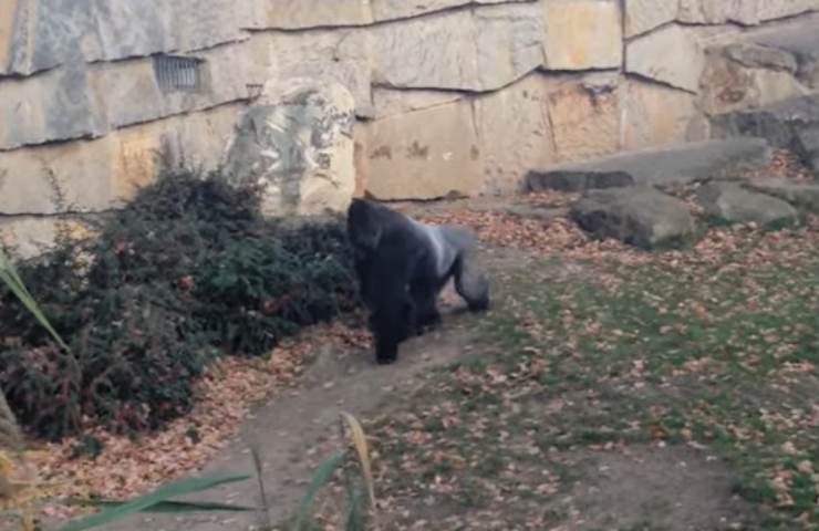 Gorilla indispettito da turisti