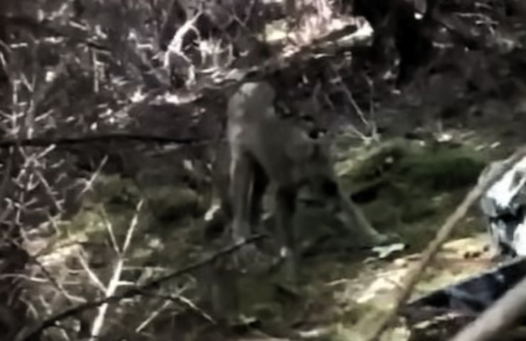 Incontro nella foresta con un puma