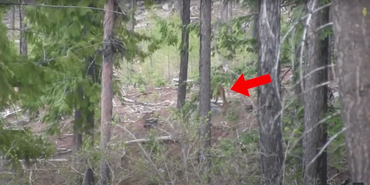 Incontro terrificante in montagna, passeggia in montagna e vede lui