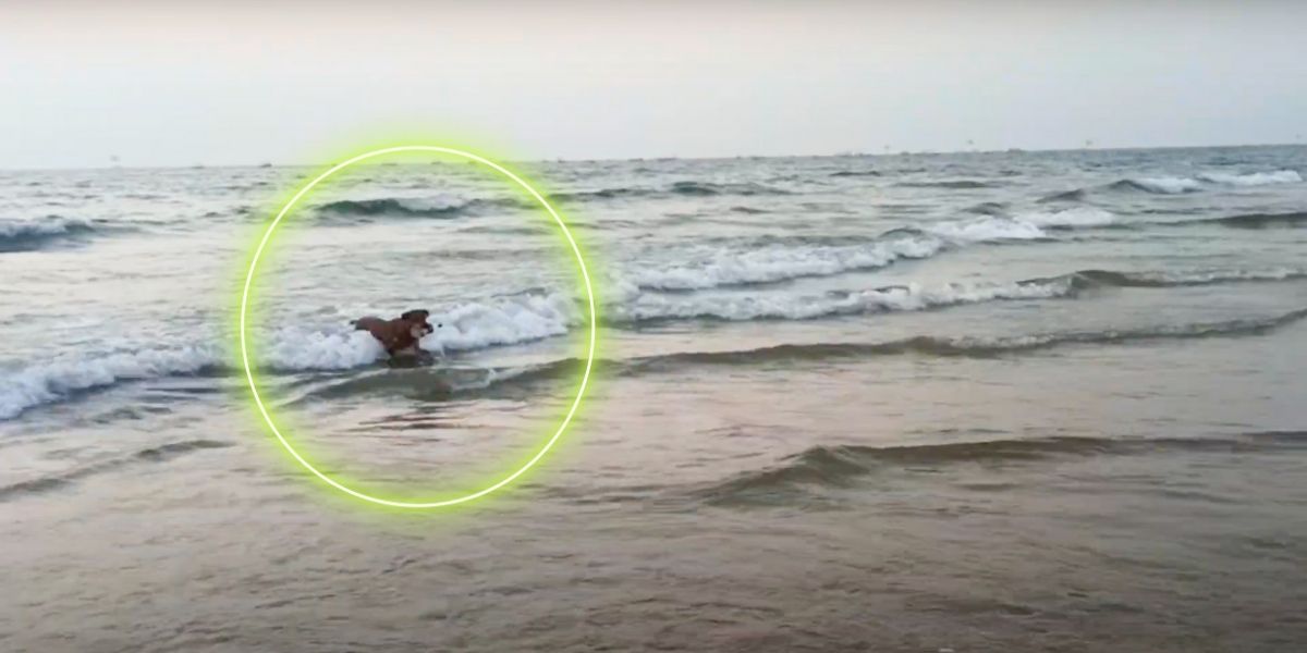 Incredibile quel che fa questo cane in mare: scena inaspettata