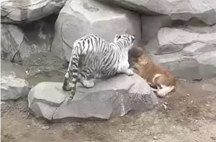 La tigre fa un gesto affettuoso al cane