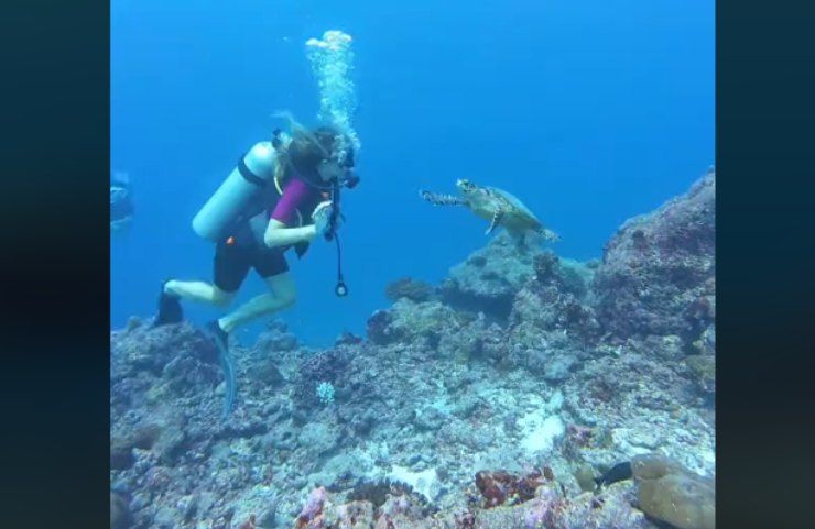 L'incontro della turista italiana con la tartaruga marina