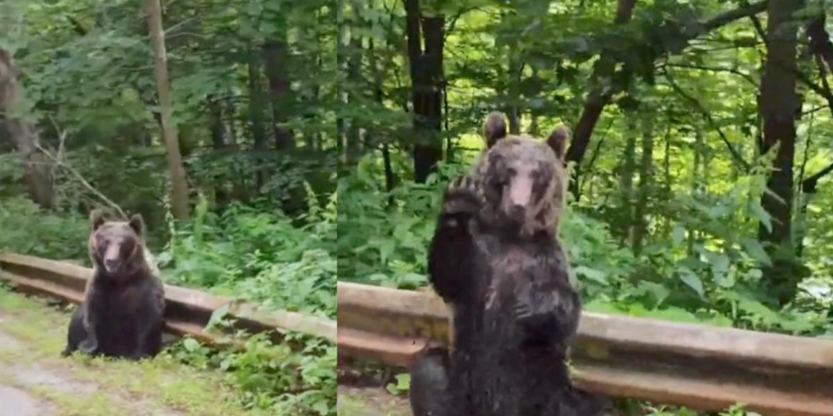 L'orso chiede aiuto a dei passanti: la richiesta commuove tutti | VIDEO