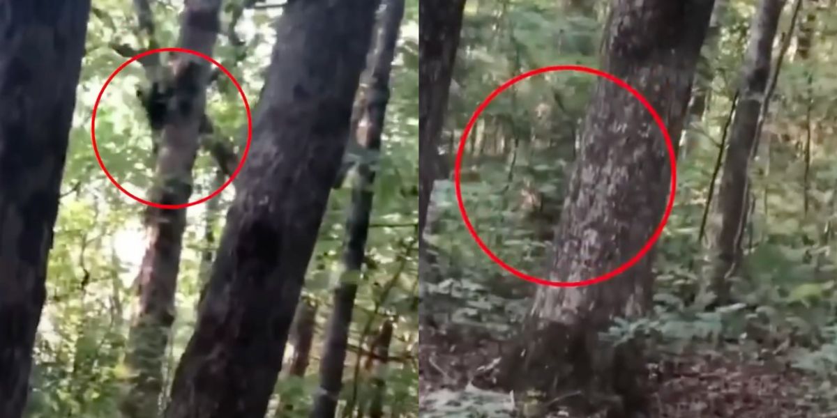 Tra gli alberi scopre qualcosa di davvero spaventoso ecco cos'è _ VIDEO