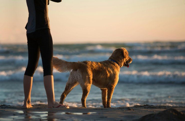 Un cane con il padrone